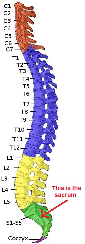 s1 s2 s3 s4 s5 ml meaning|Sacral Vertebrae: Anatomy, Function, and Treatment.